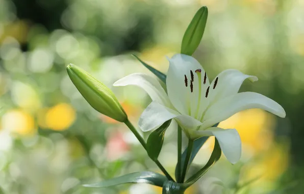Flowers, Lily, Bud
