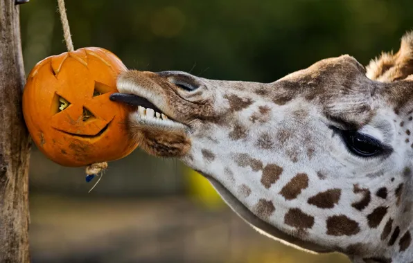Picture language, giraffe, pumpkin, giraffe