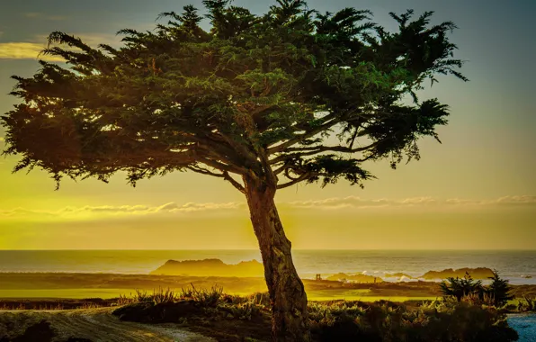 Trees, CA, haze, USA