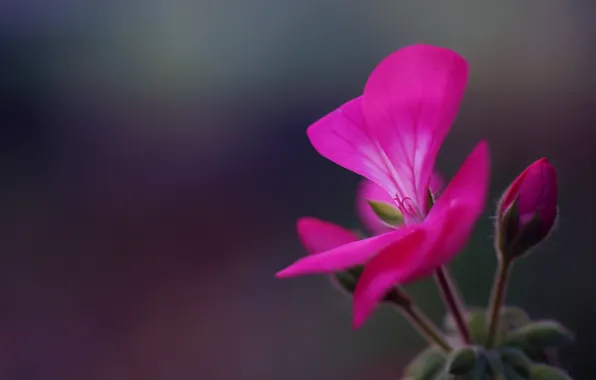 Picture flower, buds, inflorescence, geranium