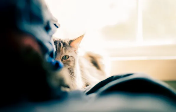 Cat, look, background