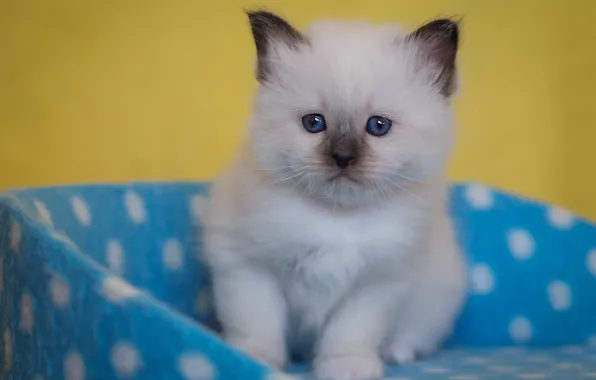 Picture look, pose, blue, portrait, baby, muzzle, fabric, kitty