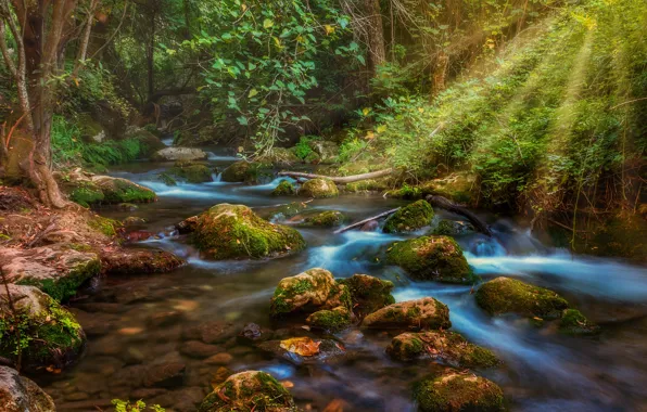 Picture forest, water, rays, stream, stones, moss, light, forest