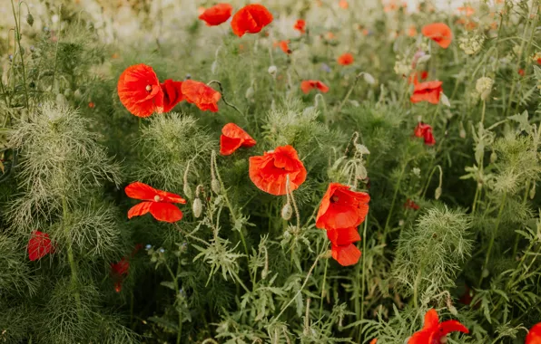 Summer, flowers, Maki, poppy field