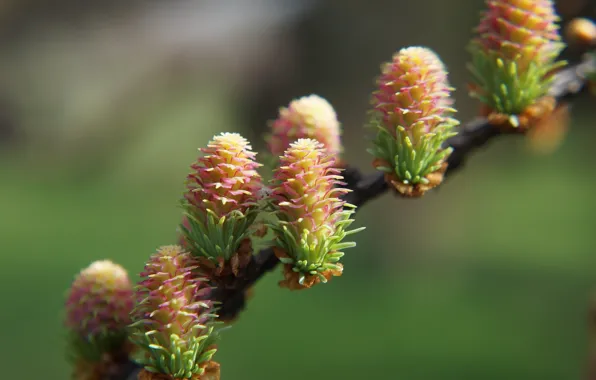 Plant, pine, twig, cone