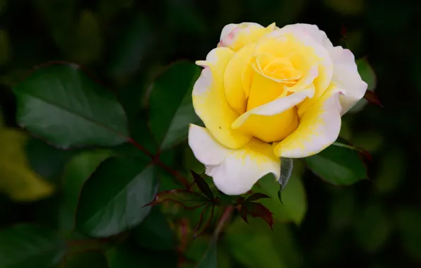 Greens, leaves, flowers, yellow, background, roses, garden, buds