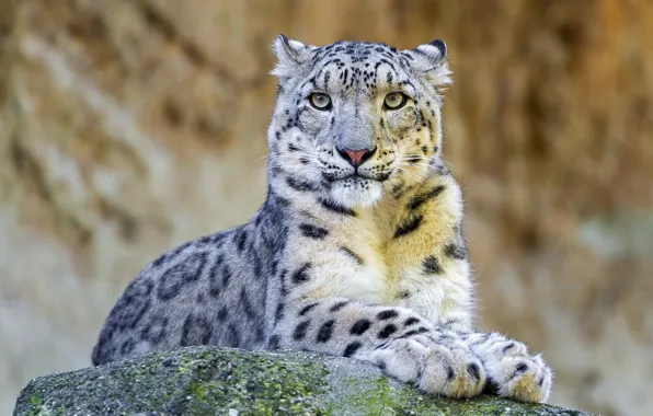 Picture face, stay, stone, predator, IRBIS, snow leopard