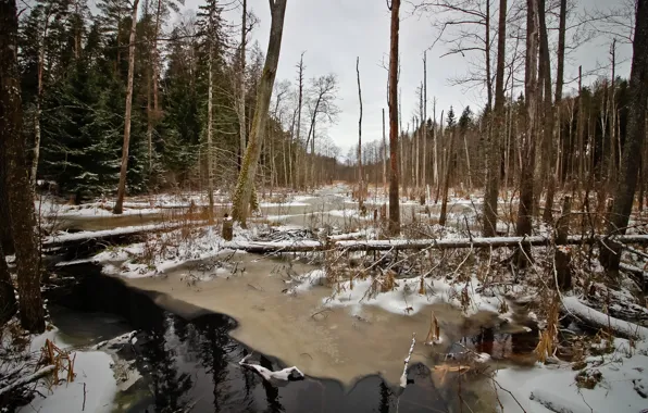 Forest, trees, swamp