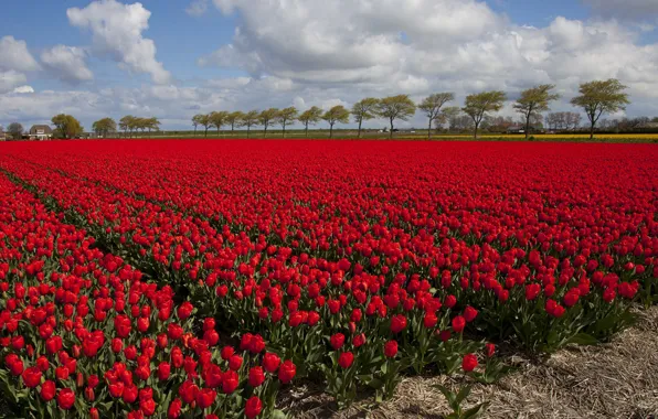 The sky, clouds, trees, landscape, flowers, spring, dal, tulips