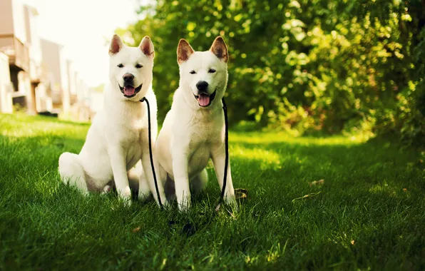 Grass, nature, dog, puppies, white, white, dog, akita