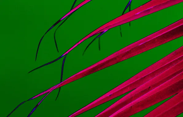 Leaves, line, nature, plant, color