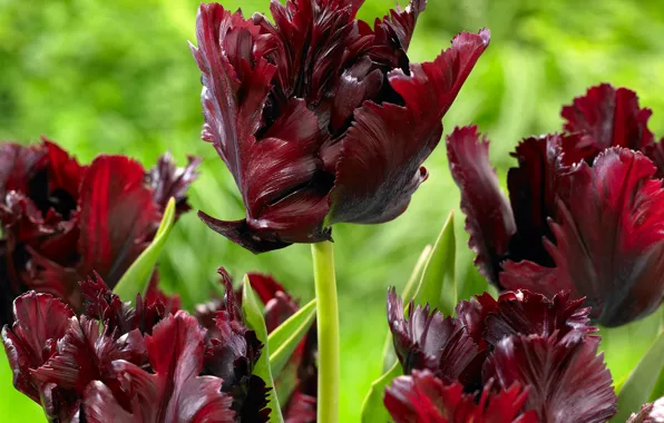 Picture greens, flowers, background, tulips, buds, Burgundy, bokeh, closeup