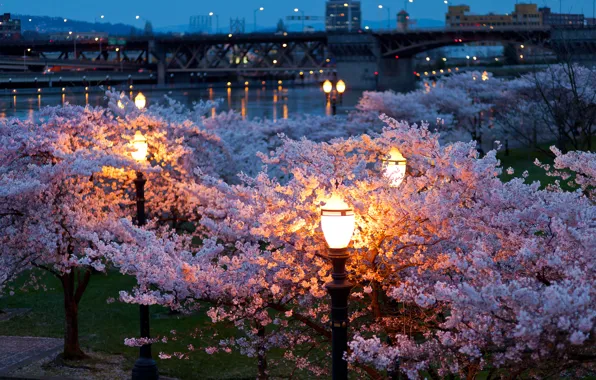 Trees, night, the city, lights, Park, river, color, spring