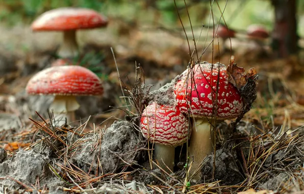 Nature, mushrooms, mushroom, mushroom, Amanita, needles, bokeh, family