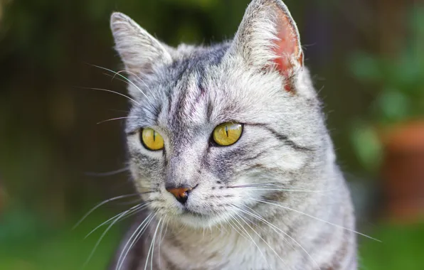 Cat, cat, look, face, green, grey, background, portrait