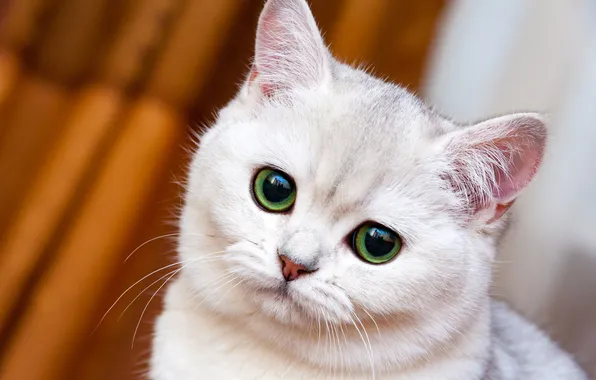Cat, white, look, pose, kitty, white, orange background, face