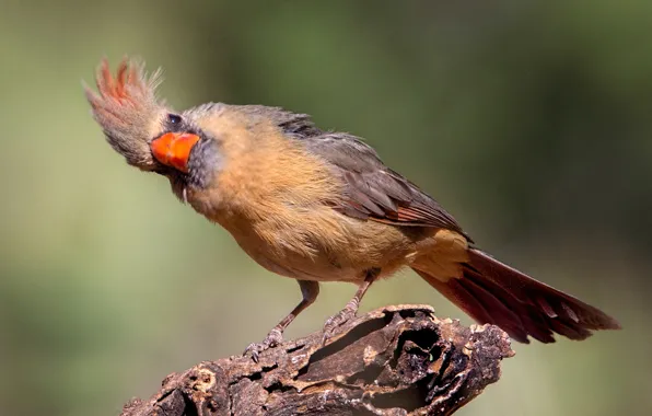 Picture bird, beak, tail, red cardinal