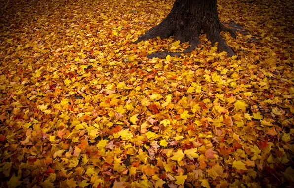 Picture autumn, leaves, nature