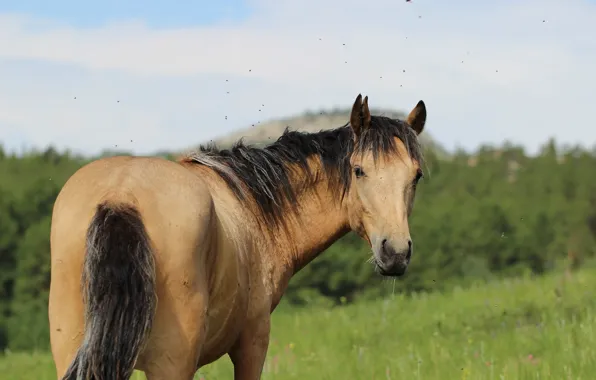 Picture background, horse, horse