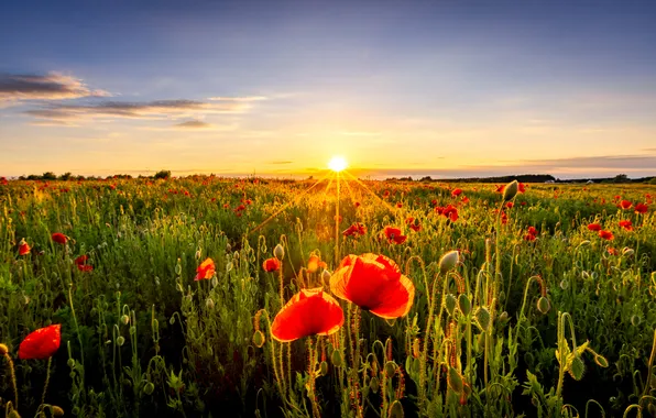 Greens, field, summer, the sky, clouds, rays, light, sunset