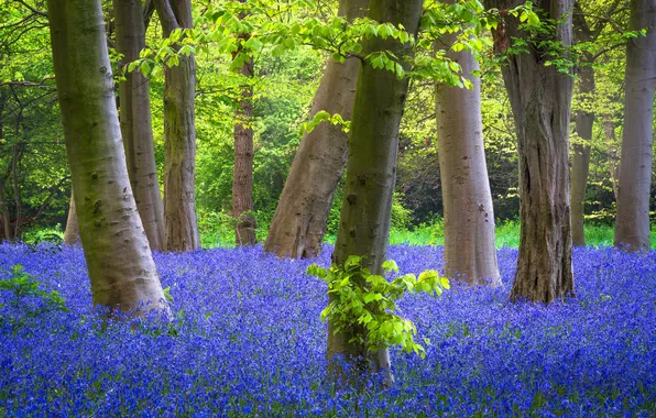Nature, Park, spring