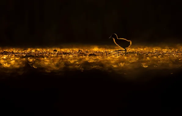 Bird, bird, Lukasz Sokol