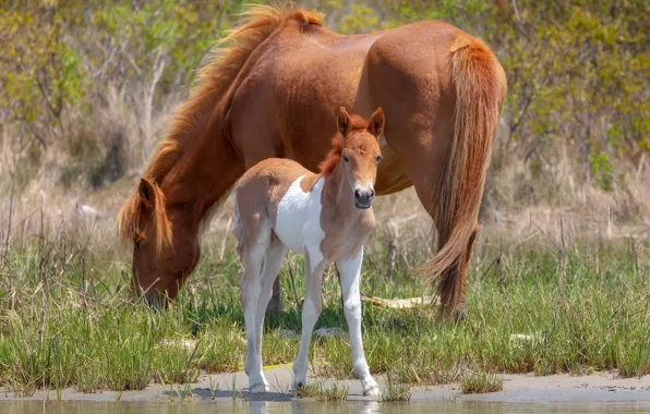 Summer, grass, look, shore, horses, baby, horse, pair