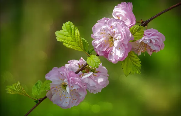 Flowers, branch, pink, flowering, almonds