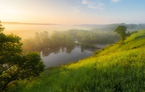 Picture morning, fog, shore, lake, greens, summer