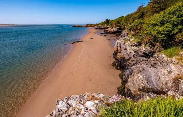 Sea, greens, the sky, grass, flowers, stones, coast, horizon