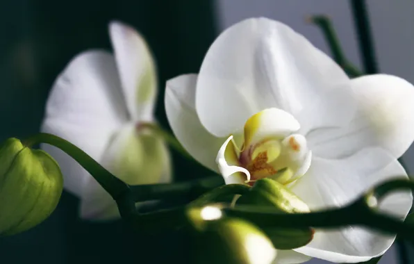 White, flowers, Orchid