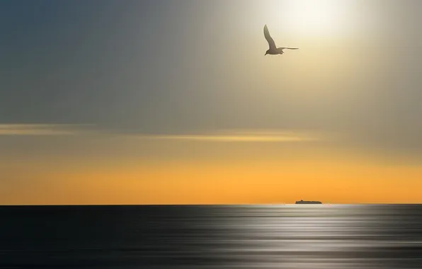 Picture sea, sunset, bird