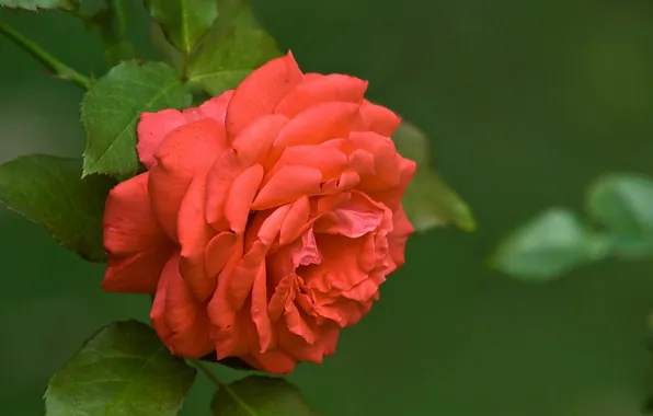 Picture flower, leaves, macro, nature, green, rose, color, plants