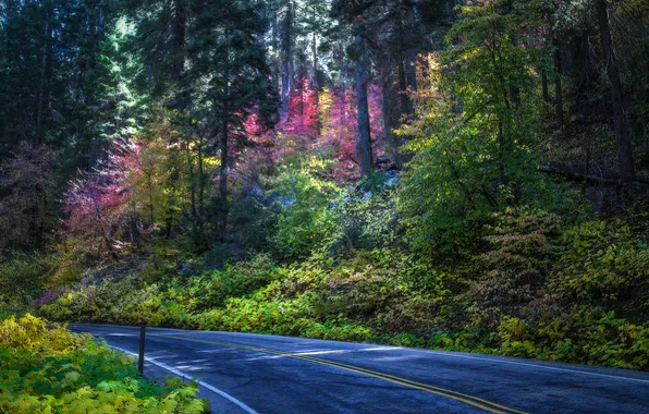 Road, forest, trees, treatment, USA, the bushes, Sequoia National Park