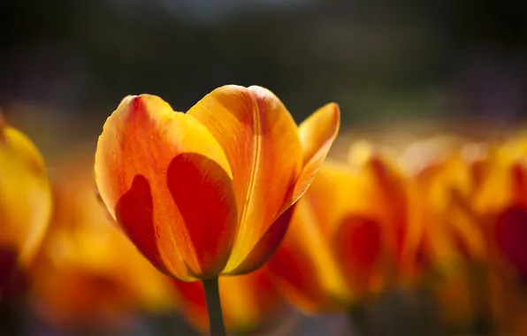 Picture field, macro, yellow, tulips