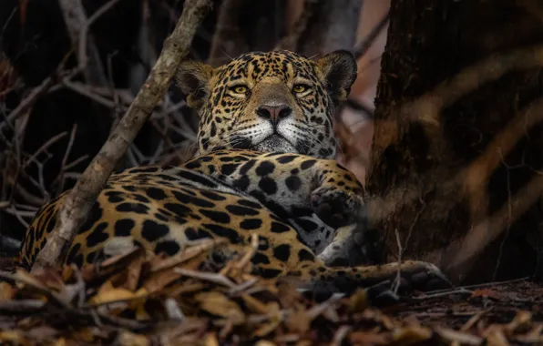 Picture face, branches, the dark background, foliage, lies, Jaguar, collapsed
