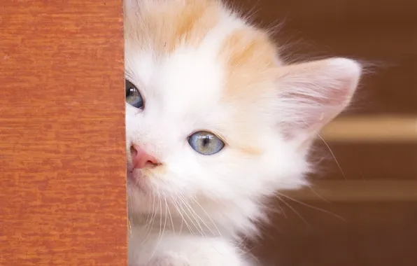 Look, baby, muzzle, kitty, blue eyes