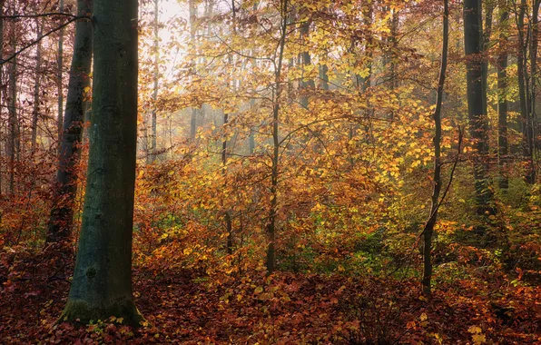 Autumn, forest, light, trees, branches, nature, fog, glade