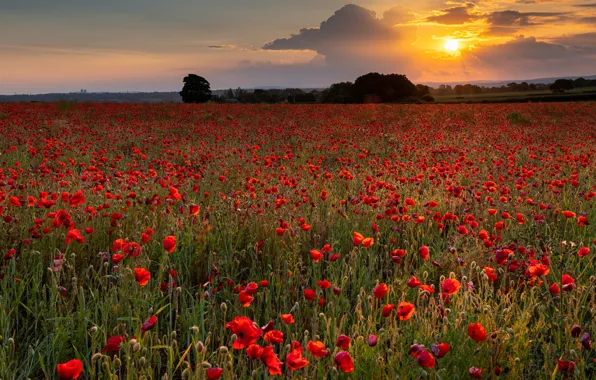 Summer, the sky, sunset, flowers, Maki, poppy field