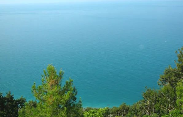 Picture sea, forest, summer, horizon
