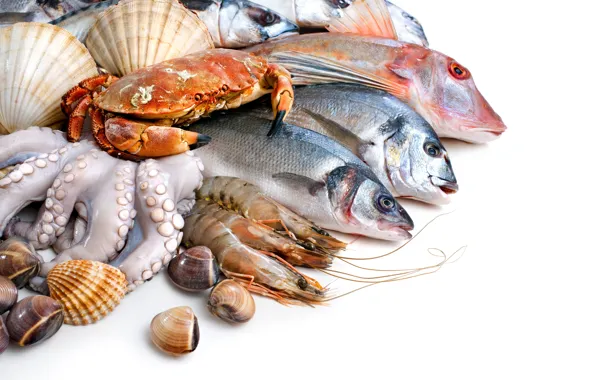 Picture fish, white background, shell, crabs, shrimp, seafood, squid
