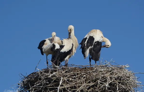 The sky, birds, socket, storks