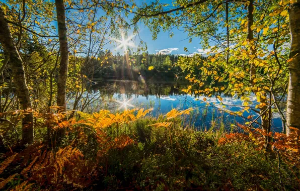 Autumn, trees, lake, Norway, fern