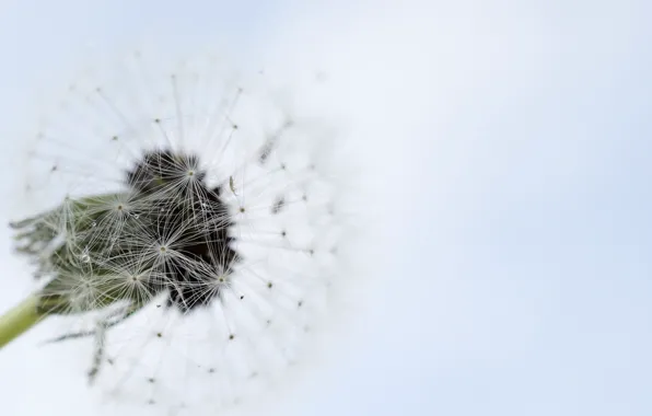 Macro, nature, dandelion