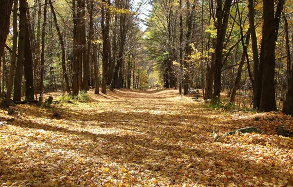 Picture Autumn, Trail, Park, Fall, Foliage, Park, Autumn, Falling leaves