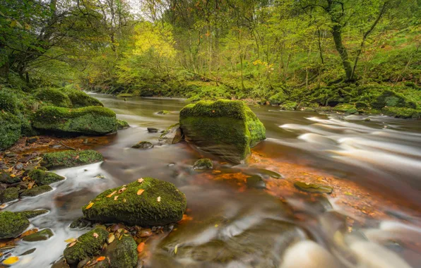 Picture autumn, forest, river, stones, England, moss, England, Cumbria