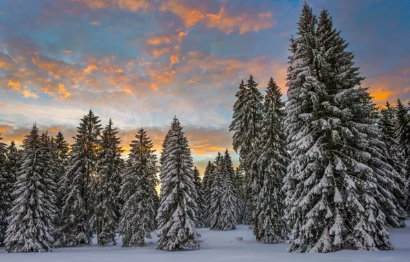 Picture winter, forest, clouds, snow, morning, Switzerland, ate