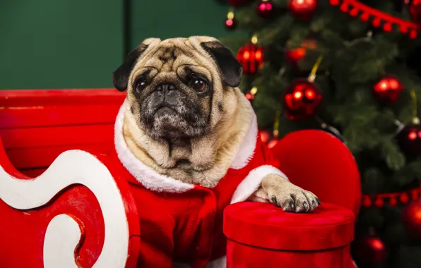 Look, balls, pose, box, gift, paw, portrait, dog