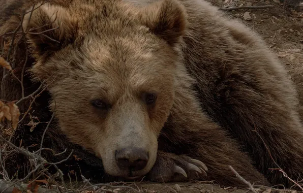 Face, stay, bear, claws, The Bruins, Tatyana Voilokova