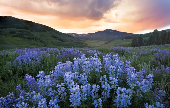 Picture field, summer, the sky, clouds, sunset, flowers, mountains, hills